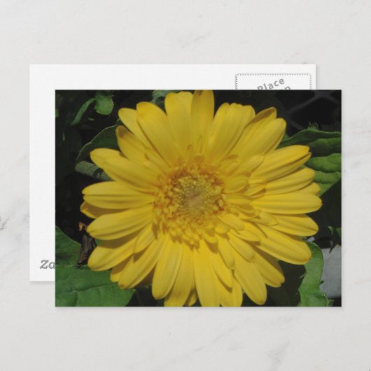 Carte Postale Yellow Gerber / Gerbera Daisy (Devant / Derrière)