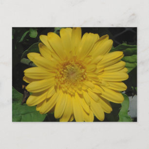 Carte Postale Yellow Gerber / Gerbera Daisy