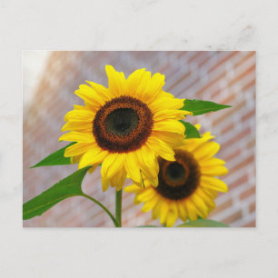 Carte Postale Yellow Hardy Sunflower Meilleures photos de tourne