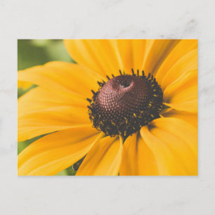 Carte Postale Yellow Hardy Sunflower Meilleures photos de tourne