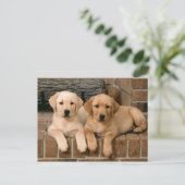 Carte Postale Yellow Labrador Retriever (Debout devant)