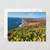 Carte Postale Yellow Lupine Above Point Reyes (Devant / Derrière)