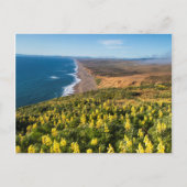 Carte Postale Yellow Lupine Above Point Reyes (Devant)