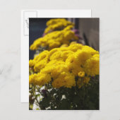 Carte Postale Yellow marigolds bask in sunlight (Devant / Derrière)