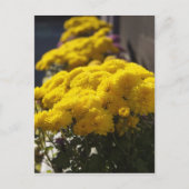 Carte Postale Yellow marigolds bask in sunlight (Devant)