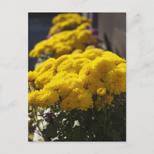 Carte Postale Yellow marigolds bask in sunlight (Devant)