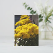 Carte Postale Yellow marigolds bask in sunlight (Debout devant)