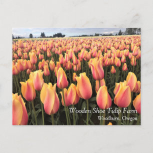Carte Postale Yellow & Pink Tulip Field, Oregon