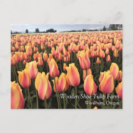 Carte Postale Yellow & Pink Tulip Field, Oregon (Devant)