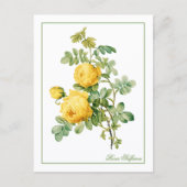 Carte Postale Yellow Rosa Sulfurea Pierre-Joseph Redouté (Devant)