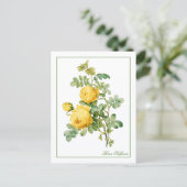 Carte Postale Yellow Rosa Sulfurea Pierre-Joseph Redouté (Debout devant)