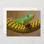 Carte Postale Yellow Snake Oeil rouge (Devant / Derrière)