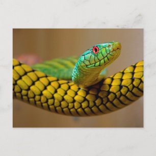 Carte Postale Yellow Snake Oeil rouge