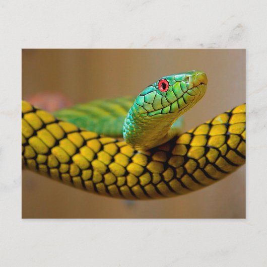 Carte Postale Yellow Snake Oeil rouge (Devant)