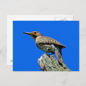 Carte Postale Yellowhammer (Devant / Derrière)