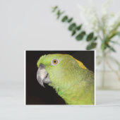 Carte Postale Yellownape Amazon (Debout devant)