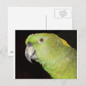 Carte Postale Yellownape Amazon (Devant / Derrière)
