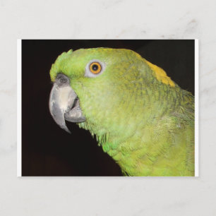 Carte Postale Yellownape Amazon