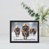 Carte postale Yellowstone (Debout devant)