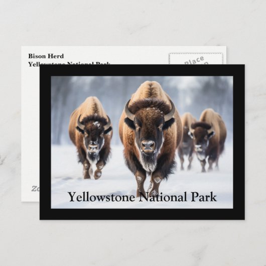 Carte postale Yellowstone (Devant / Derrière)
