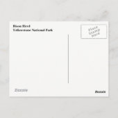 Carte postale Yellowstone (Dos)