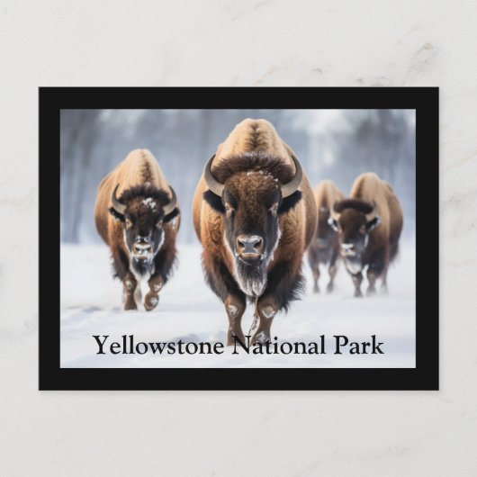 Carte postale Yellowstone (Devant)