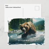 Carte postale Yellowstone Bear (Devant / Derrière)