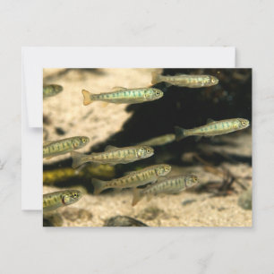 Carte Postale Yellowstone Cutthroat Trout School