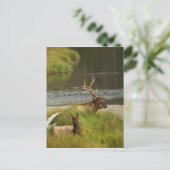 Carte postale Yellowstone Mates (Debout devant)
