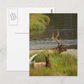 Carte postale Yellowstone Mates (Devant / Derrière)