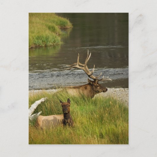 Carte postale Yellowstone Mates (Devant)