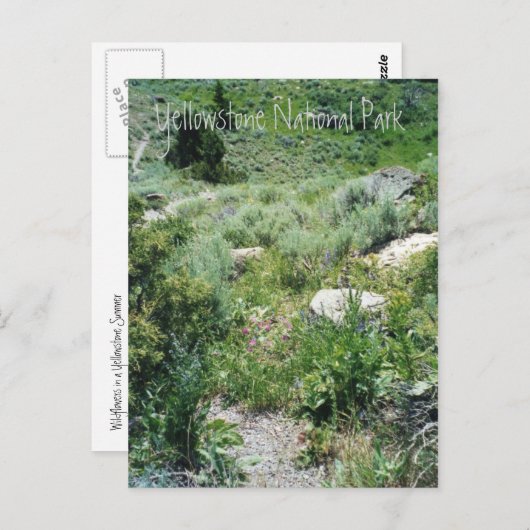 Carte Postale Yellowstone Summer (Devant / Derrière)