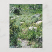 Carte Postale Yellowstone Summer (Devant)