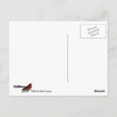 Carte Postale Yellowstone Winter Landscape Photographie (Dos)