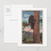 Carte Postale Yellowstone, WYView of Black Bear in Tree (Devant / Derrière)