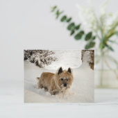 Carte Postale Yeti (Debout devant)