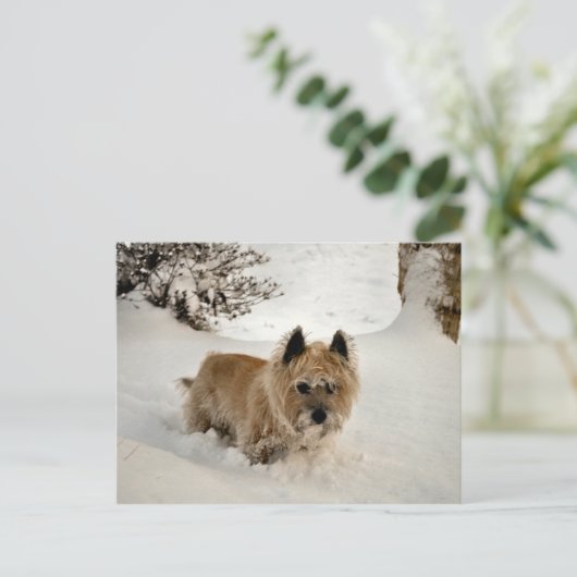 Carte Postale Yeti (Debout devant)