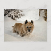 Carte Postale Yeti (Devant)