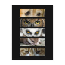 Carte postale - Yeux animaux