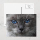 Carte Postale Yeux bleus (Devant / Derrière)