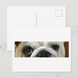 Carte Postale Yeux de Bouledogue