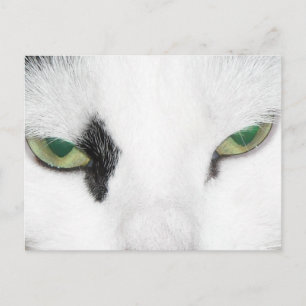 Carte Postale Yeux de chat