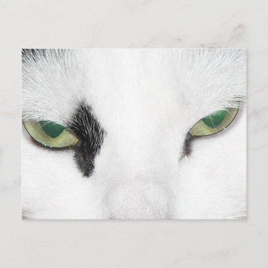 Carte Postale Yeux de chat (Devant)