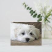 Carte Postale Yeux de chiot (Debout devant)