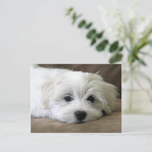 Carte Postale Yeux de chiot (Debout devant)