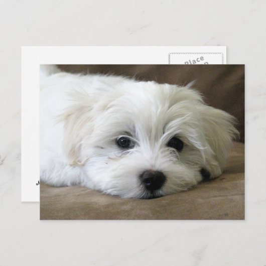 Carte Postale Yeux de chiot (Devant / Derrière)