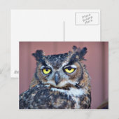 Carte Postale Yeux de hibou (Devant / Derrière)