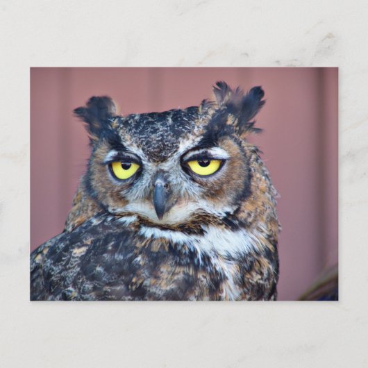 Carte Postale Yeux de hibou (Devant)