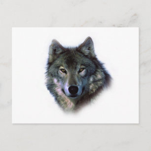Carte Postale Yeux de loup gris