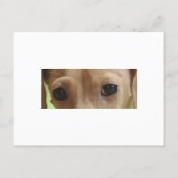 yeux de teckel crème